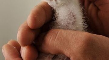 parlagi_fioka_nedeczky_gabor_02w