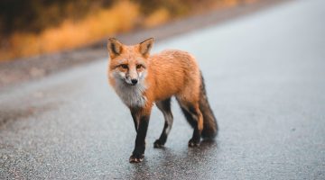 roka unsplash