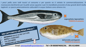 schermata 2016 01 15 alle 10.58.04