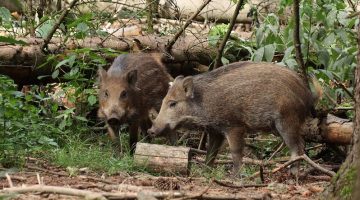 szo vaddisznok miskolc b24 250802