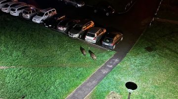 szombat avas vaddisznok 230415