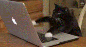 typing cat gif3