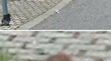 unnamed - 2024-05-20T073249.713