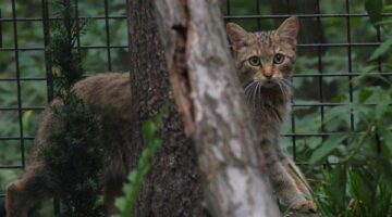 vadmacska1_copyright_veresstamas-053-600x400