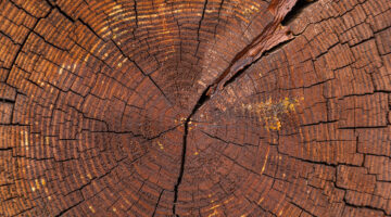 Close-up of crossing cut of dry tree with yearly rings