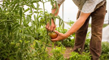closeup shot of a person picking the tomatoes off the plant in a farm agricultural concept