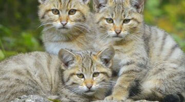 wildcat-felis-silvestris-160516553-57fb88d23df78c690f795c87